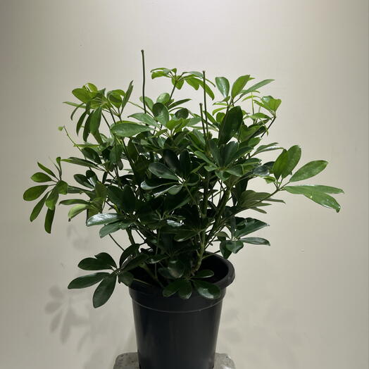 Шеффлера Микс