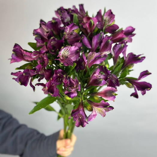 Альстромерия фиолетовая в пачке(10 шт)