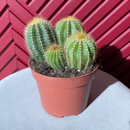 Комнатное растения кактус 🌵