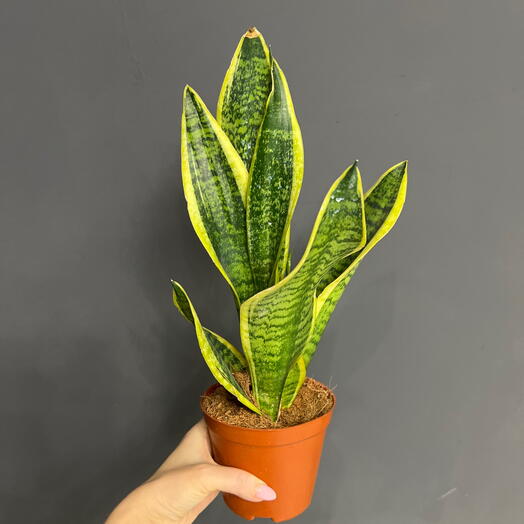 Сансевиерия Лауренти (Sansevieria Laurentii) — неприхотливое комнатное растение