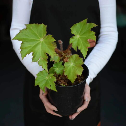 Бегония клещевинолистная (Begonia × ricinifolia)