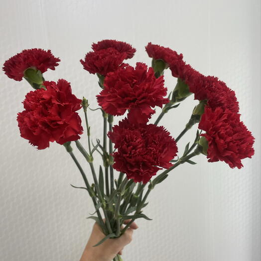 Гвоздика красная (10шт)