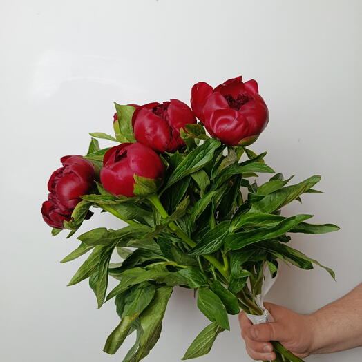 Пион (5 шт)