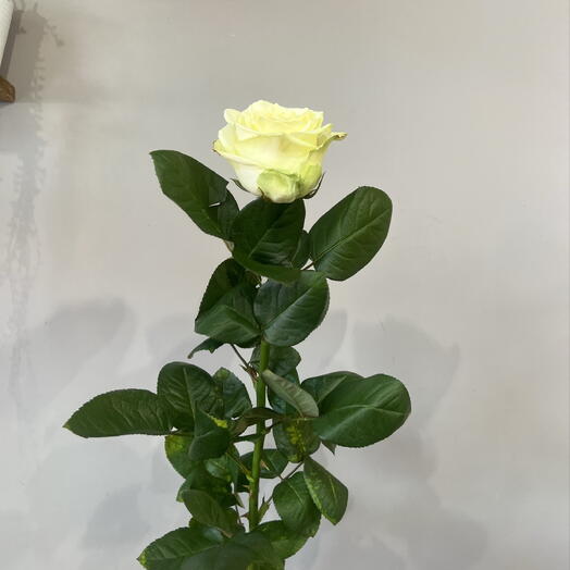 Роза «Коко»