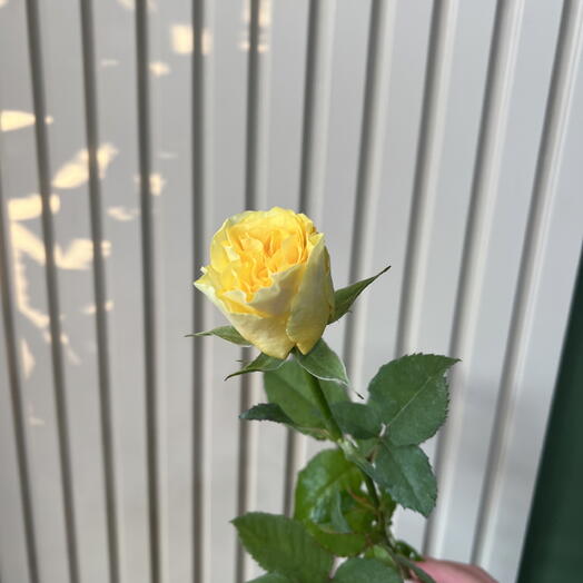Роза жёлтая