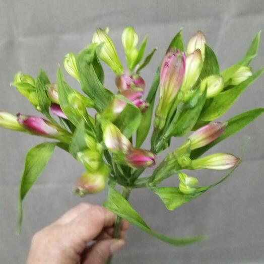 Альстромерия сиреневая ( кустовая)