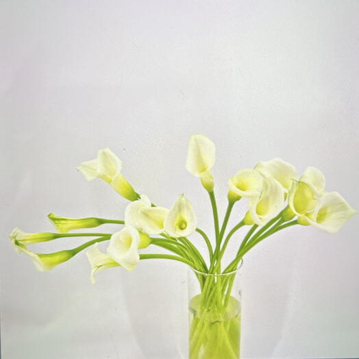 Каллы 17 шт