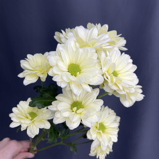 Овчинникова флаверс 