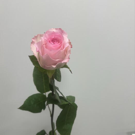 Роза «Мандала «