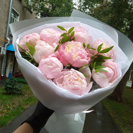Пионы 9шт💞💞💞