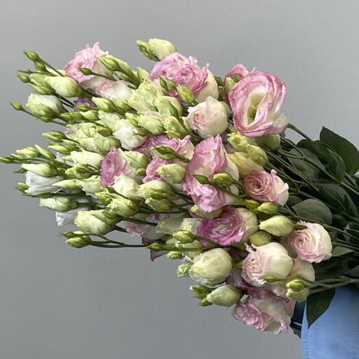 Пачка Лизиантус розовый Chroma Bridal kiss (10 шт)