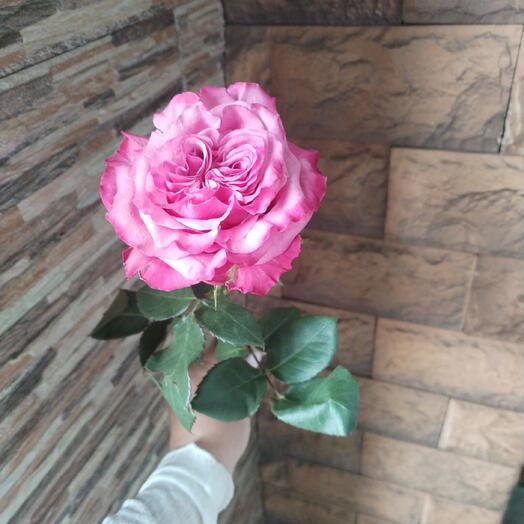 Роза Кантри Блюз