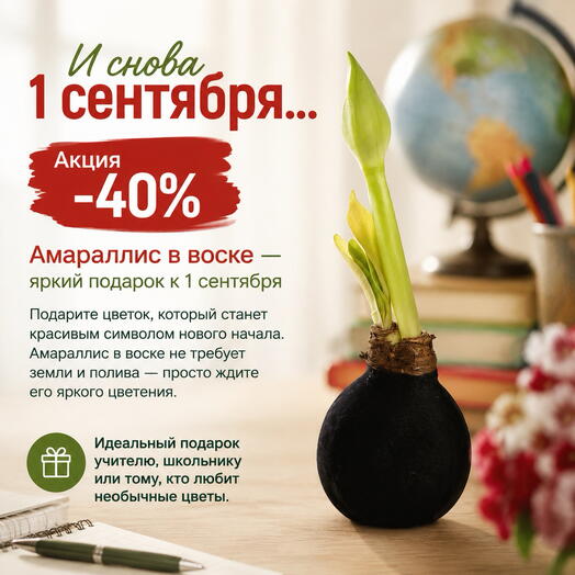 Амариллис в воске «Ночной бархат»