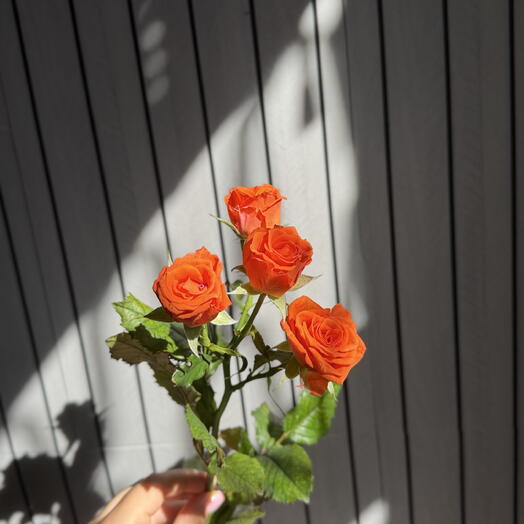 Роза кустовая яркая поштучно 40 см