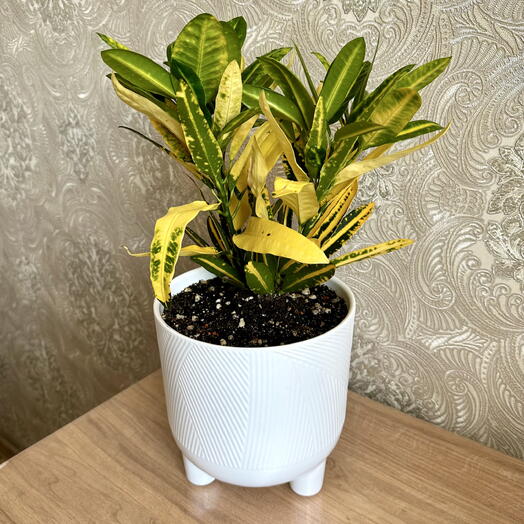 Кротон (Кодиеум) в кашпо🌿