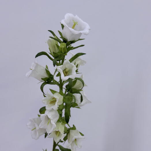 Кампанула белая (колокольчик)