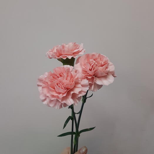 Гвоздики 3 штуки
