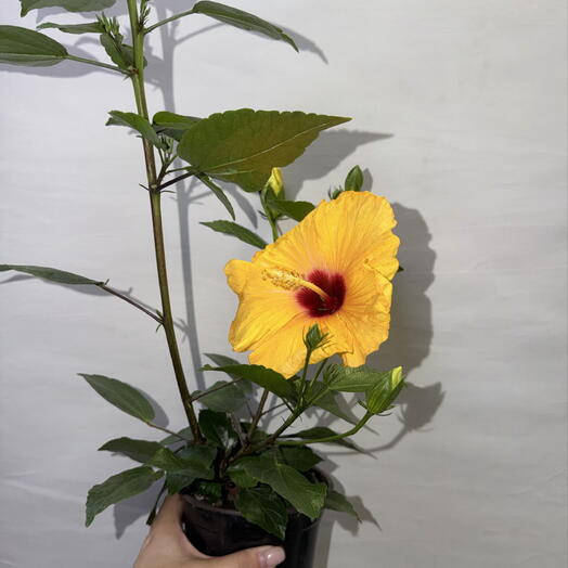 🌺 Гибискус жёлтый с красной серединой