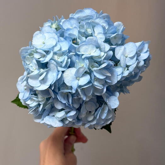 Blue Hydrangea