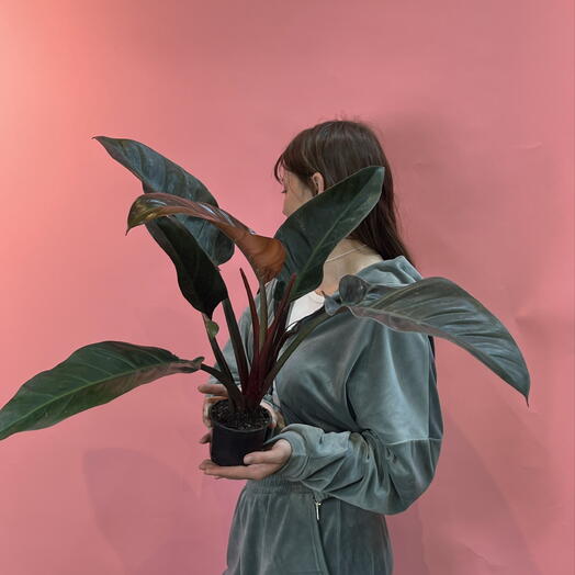 Филодентрон 🌱