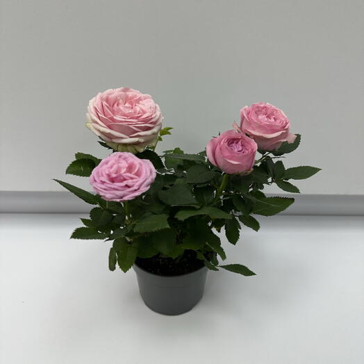 Роза кустовая в горшке 🌹