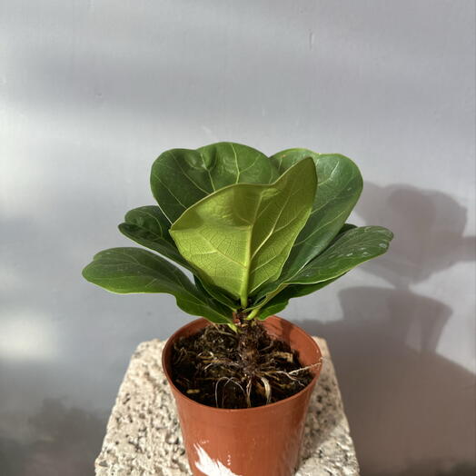 Фикус Barbie Banyan