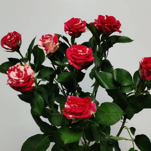 Bush rose