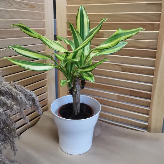 Dracaena Fragante