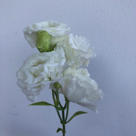 Eustoma