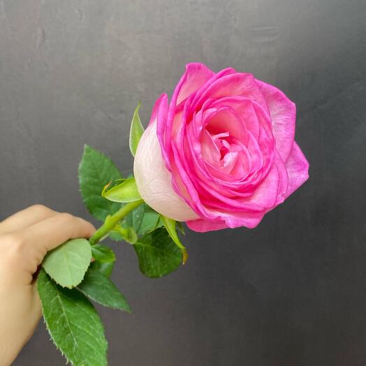 Rosa rosa 50 cm