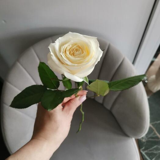 White rose 50cm
