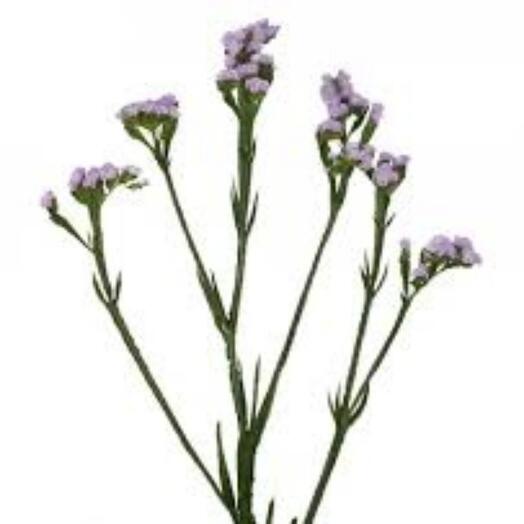 Статица