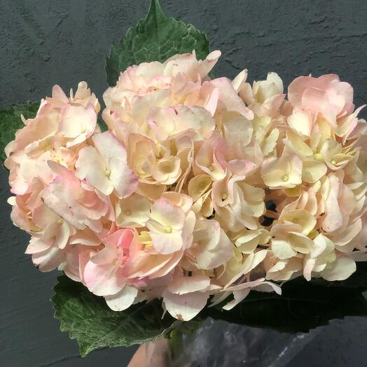 Hortensia Rosa