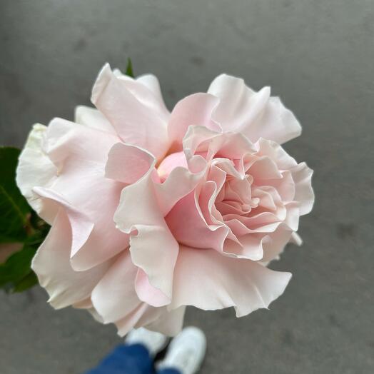 Rosa ecuatoriana 60 cm
