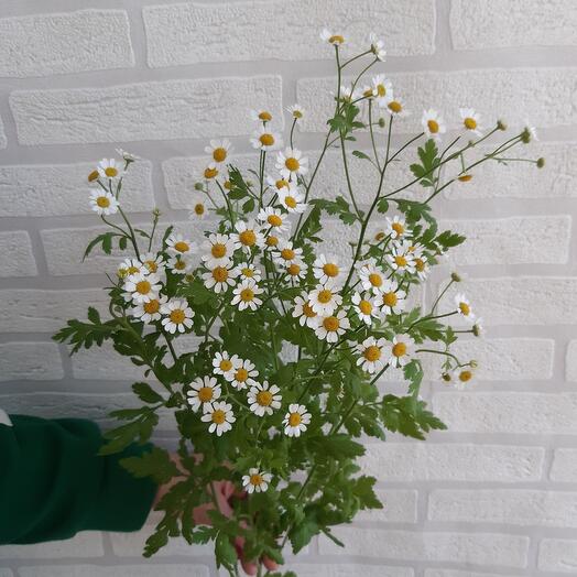 Manzanilla tanacetum