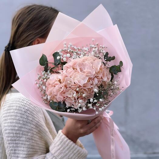 Hortensia en paquete