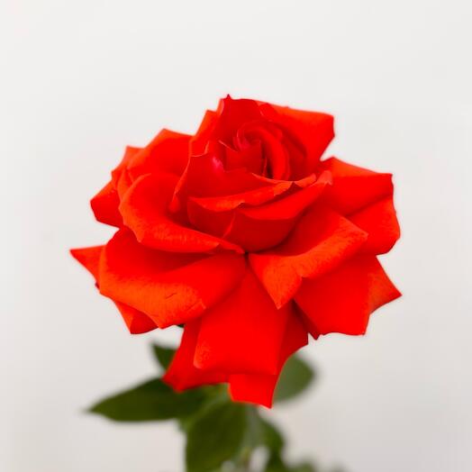 Rosa "Nina"