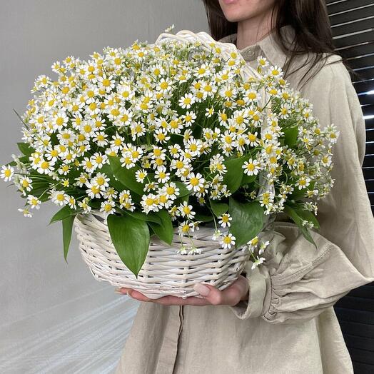 50 daisies in a basket🔥