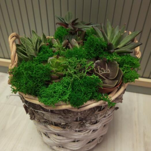 Composition with Succulents mix in a Green Garden gift basket
