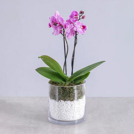 2 Stem Mini Purple Orchid Plant in Cylinder Vase