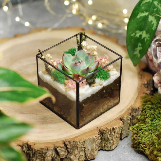 The cube with echeveria