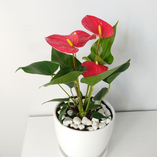 Anthurium Ande in a ceramic planter