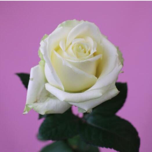 Белая голландская Роза 60см