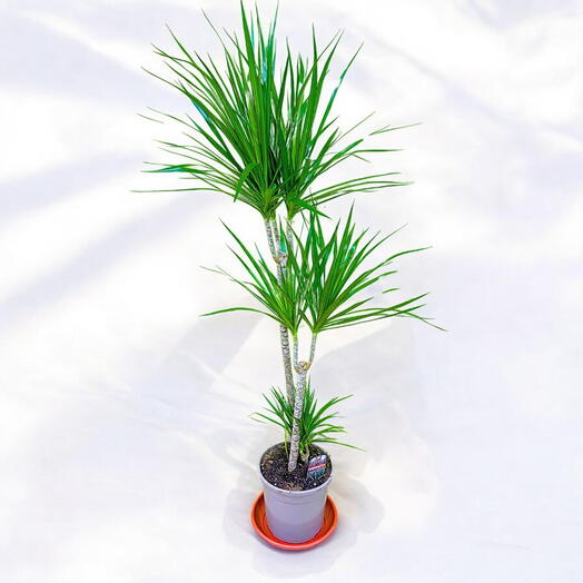 DRACENA MARGENITA Indoor plant