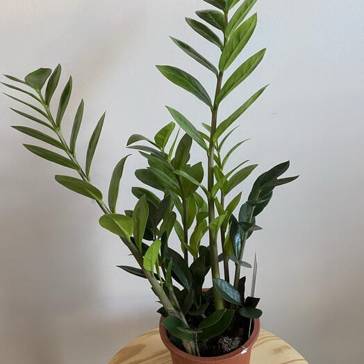 Zamioculcas 1