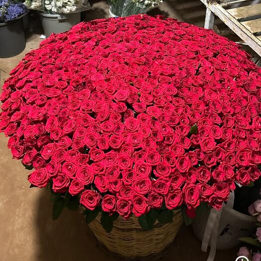 501 Red Rose in basket