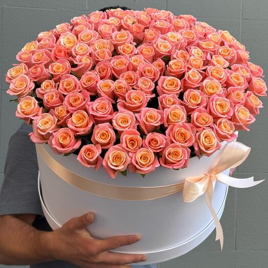101 rosa rosa
