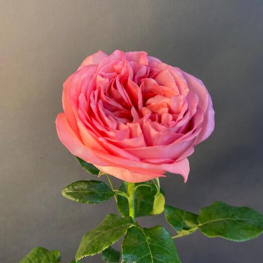 Роза пионовидная Pink Expression (от 5 шт)