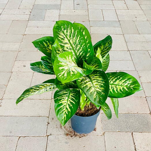 Dieffenbachia