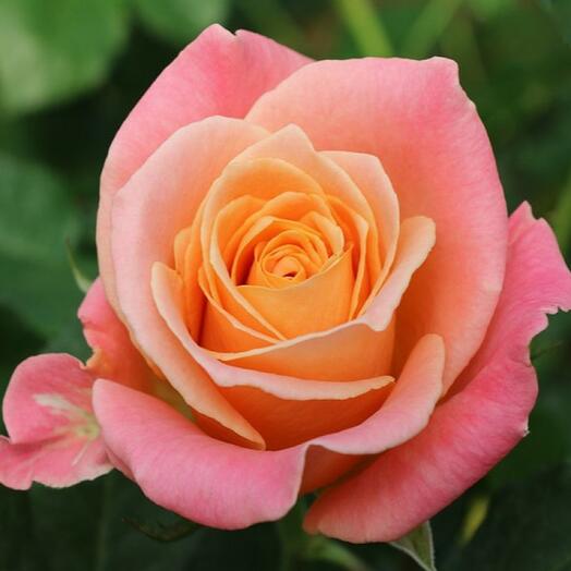 Peach rose, Russia 60 cm
